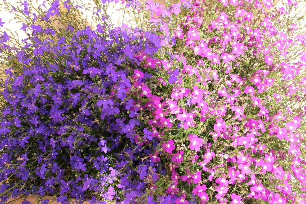Fiori E Limoni Bed and Breakfast Quartucciu Buitenkant foto
